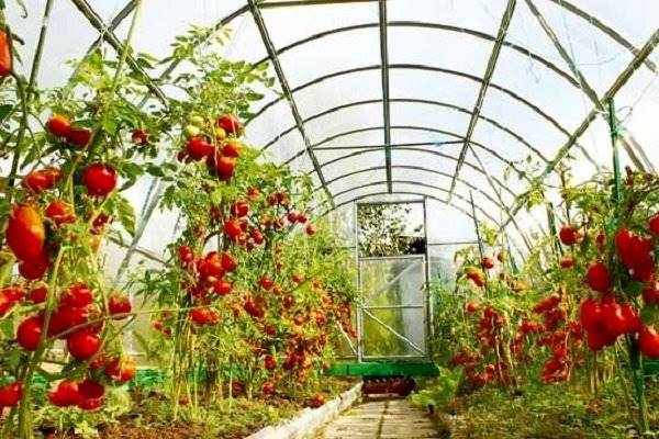 صادرات گوجه فرنگی گلخانه ممنوع نیست