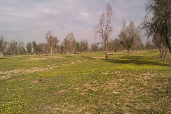 پارک جنگلی روستای چاه خانی بوشهر