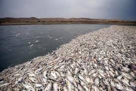 ماهی‌های زرینه رود «شیرین» می‌میرند