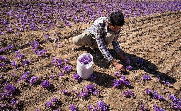 آغاز برداشت زعفران در کشور/ هر کیلوگرم زعفران نوبرانه 8 تا 12 میلیون تومان