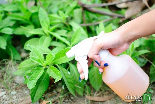 سمپاشی باغچه با گوجه فرنگی