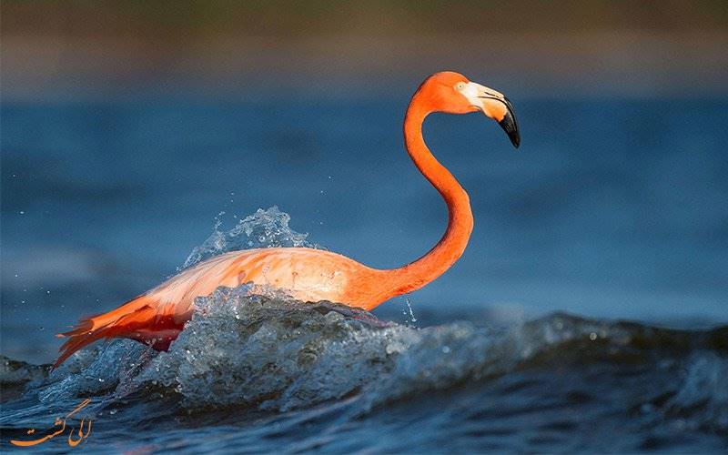 آشنایی با صورتی ترین پرندگان دنیا، فلامینگو