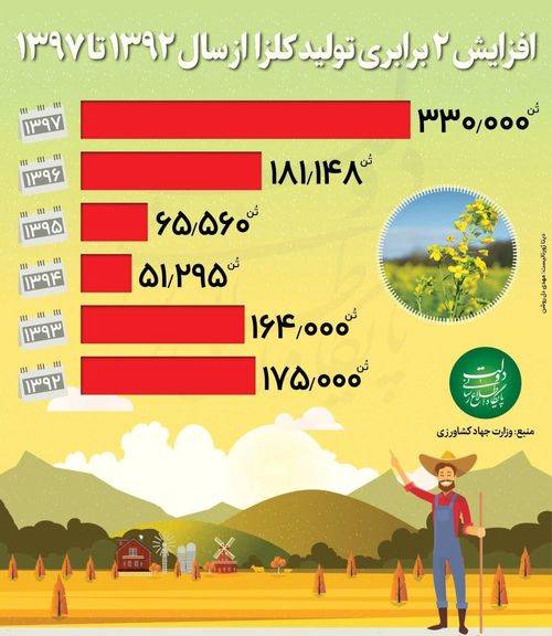 افزایش دو برابری تولید کلزا +اینفوگرافیک