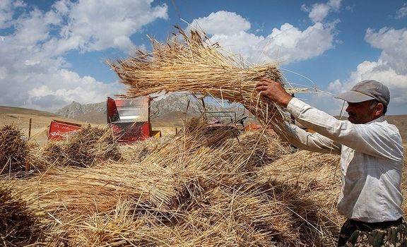 473هزار تن بذر گندم کیفی بین کشاورزان توزیع می‌شود