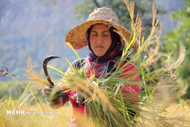 ممنوعیت کشت برنج به مصوبه مجلس نیاز دارد/84درصد تولید در شمال است