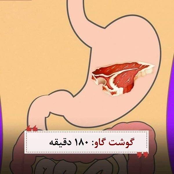 گوارش غذا چقدر زمان می‌برد؟