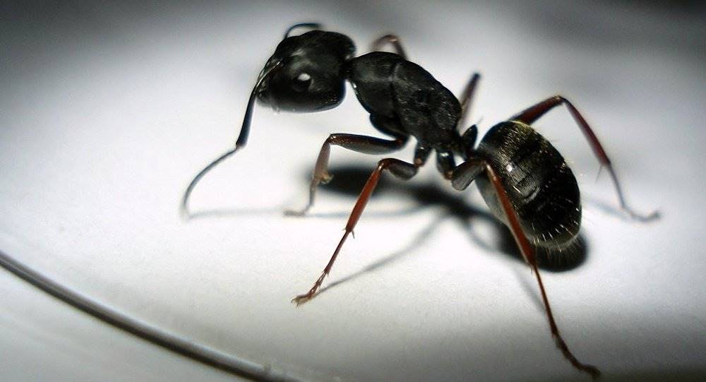 تصمیم جالب مورچه ها برای برنج های خیس شده  +ویدئو