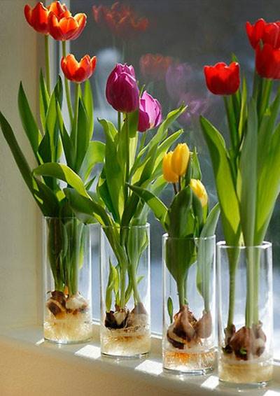 15 گل و گیاهی که تنها با یک لیوان آب رشد میکند.