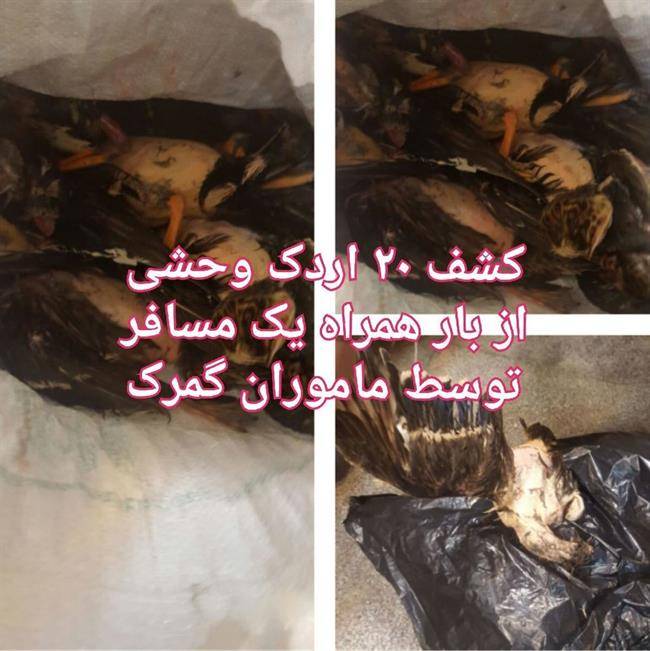 قاچاق اردک