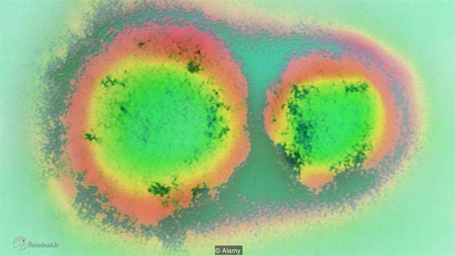 ویروسهایی از بمب اتم مرگبارترند!