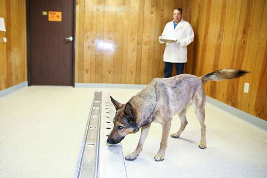 5 بیماری که سگ ها قادرند شناسایی کنند.