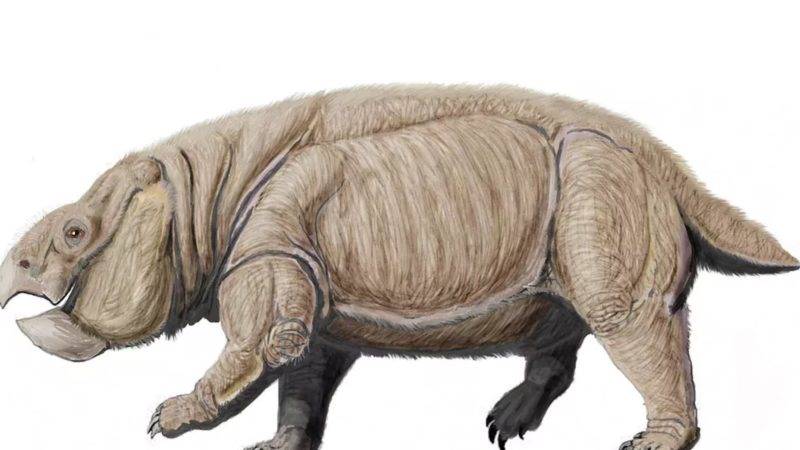 یک پستاندار غول پیکر جدید مربوط به 250 میلیون سال پیش کشف شد