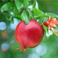 خواص شگفت‌انگیز انار برای پوست و مو