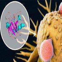 ترکیب دو دارو برای مقابله موثرتر با تومورها