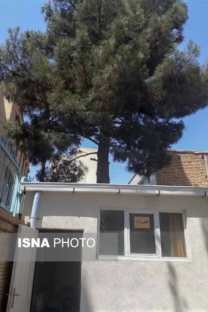 درختی که همپای دانشآموزان درس میخواند