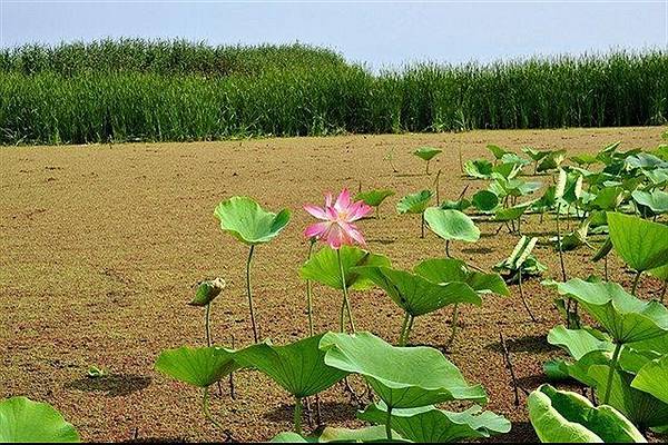 پاکسازی تالاب انزلی به کمک فناوری های نوین انجام شد