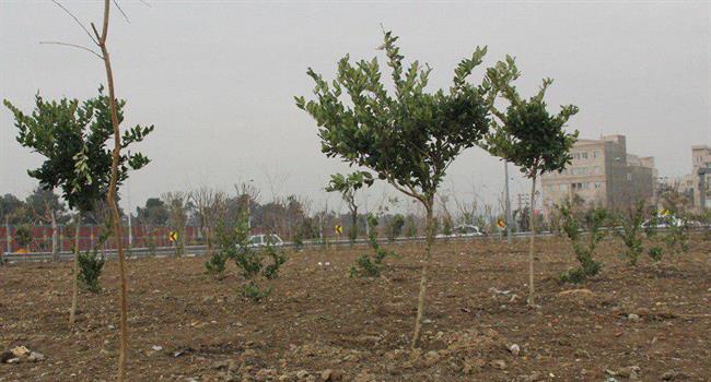 کاشت بیش از 5 هزار انواع درخت و درختچه در میدان فتح