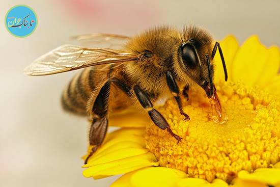 انقلاب زنبوری دنیای کشاورزی