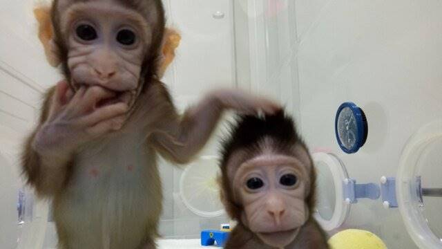 تولد 5 میمون شبیه‌سازی‌شده در چین