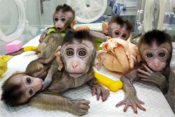 استفاده از میمون های شبیه سازی شده در آزمایشگاه و بروز نگرانی های اخلاقی