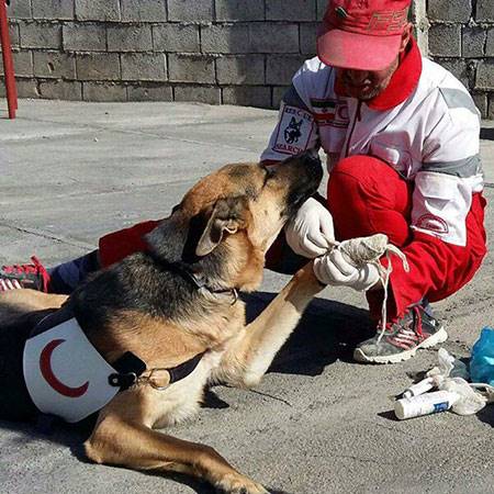 ناگفته‌هایی درباره سگ‌های قهرمان ایران