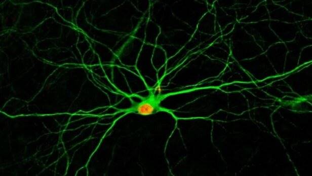 ترمیم آسیب‌های مغزی با تبدیل سلول‌ها به نورون‌های جدید