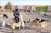 یک روز شاد کنار سگ‌ها و گربه‌ها