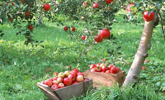 توصیههای جالب معصومین درباره میوهها توصیههای جالب معصومین درباره میوهها