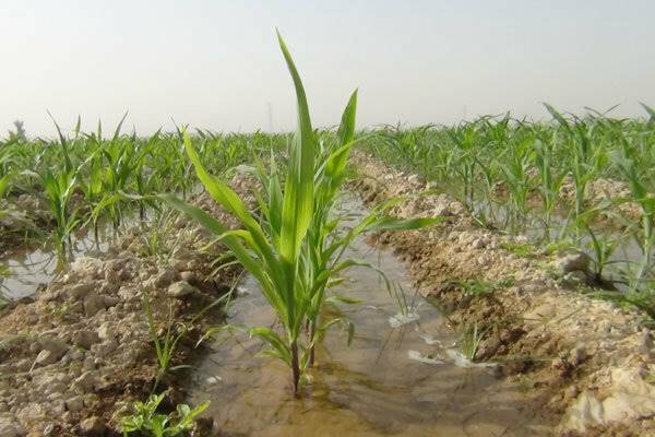 زمین‌های کشاورزی 90 درصد آب مصرفی را می‌بلعد