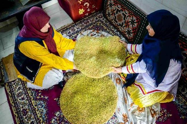 خواص سمنو - آماده سازی جوانه برای پخت سمنو - عکس از ابوذرحمیدی جیرنده - ایرنا