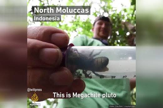 فیلم ؛ کشف بزرگ‌ترین زنبور جهان در اندونزی