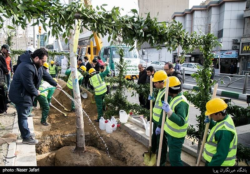 کاشت 1100 درخت کهنسال در خیابان ولیعصر (عج) آغاز شد + تصاویر