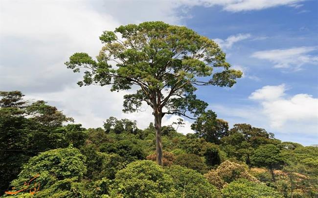 تولانگ بلندترین درخت استوایی در مالزی
