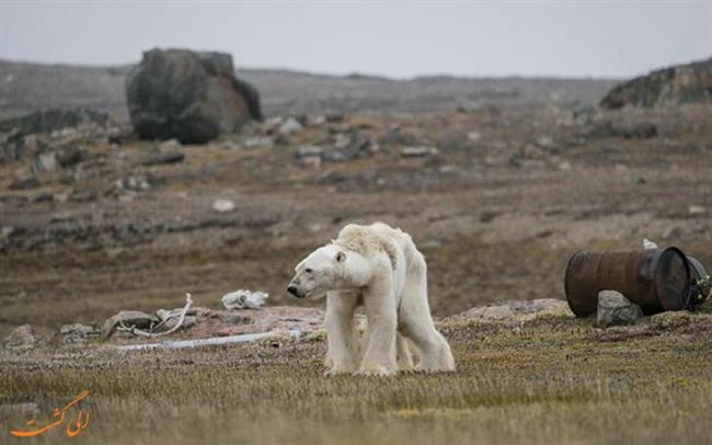 عکس تلاش یک خرس قطبی