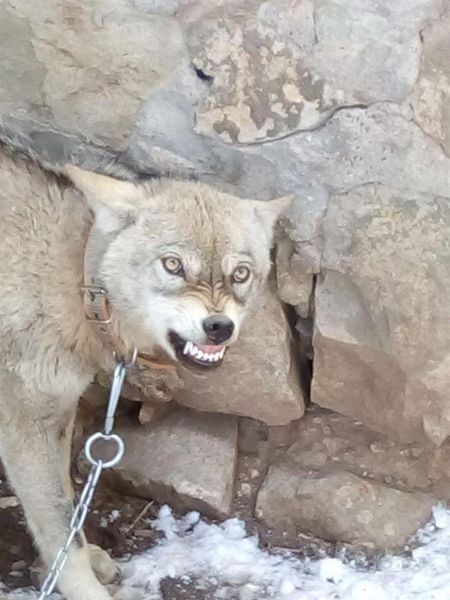 وحشت در روستای بلیل خلخال +عکس