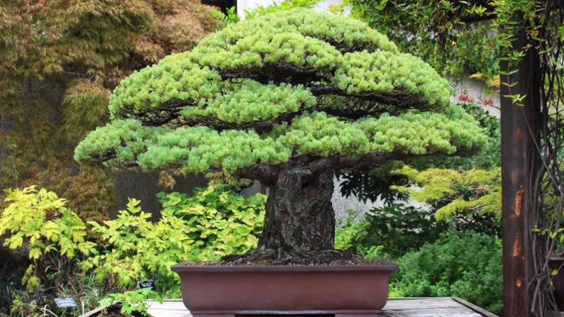 درخت بنسای 400 ساله ای که از بمب اتمی هیروشیما جان سالم به در برد