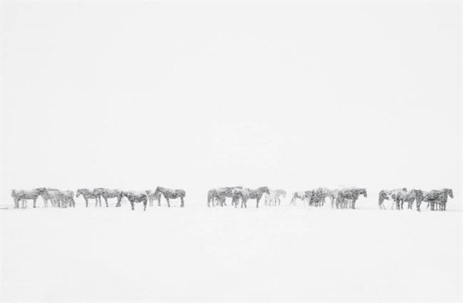 چراگاه برفی اسب‌ها در عکس روز نشنال جئوگرافیک