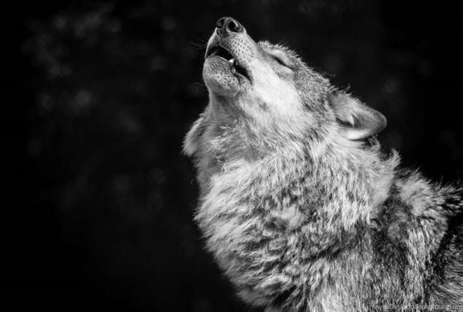 دنیای حیرت‌انگیز گرگ ها؛ نتیجه 25 سال تحقیق یک جانور شناس از زندگی شکارچیان دوست‌داشتنی [قسمت اول]