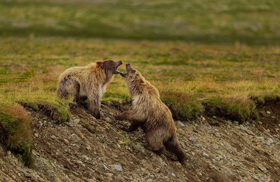 مبارزه خرس‌های قهوه‌ای در عکس روز نشنال جئوگرافیک