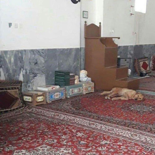 سگ در مسجد
