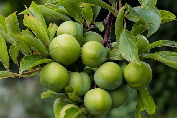 آنچه که باید درباره مصرف گوجه سیز بدانید آنچه که باید درباره مصرف گوجه سیز بدانید
