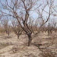 یک اتفاق تلخ زیست محیطی در محله صاحب الزمان (عج)