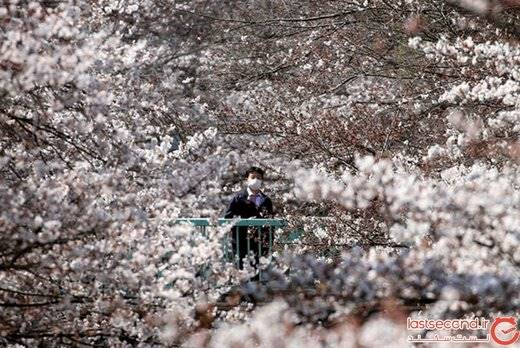 آیا بهار در همه جای دنیا، همین رنگ است؟ + تصاویر مستند