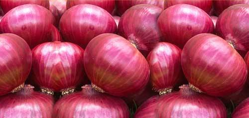 سقوط قیمت پیاز در میادین میوه و تره بار به زیر 4 هزار تومان