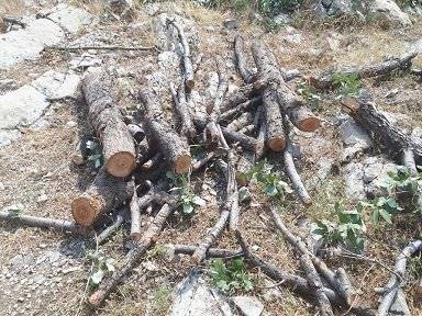 مجرم قطع درختان جنگلی منطقه کرکی دستگیر شد