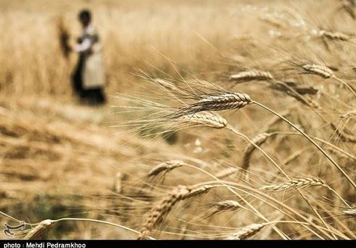 اعلام ضوابط صادرات محصولات کشاورزی/ صادرات گندم ممنوع است