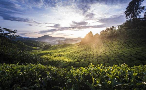 ارتفاعات کامرون سرزمین چای مالزی