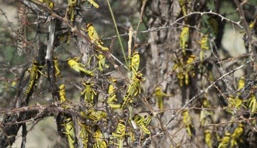 احتمال حمله مجدد ملخ صحرایی از 3 روز آینده