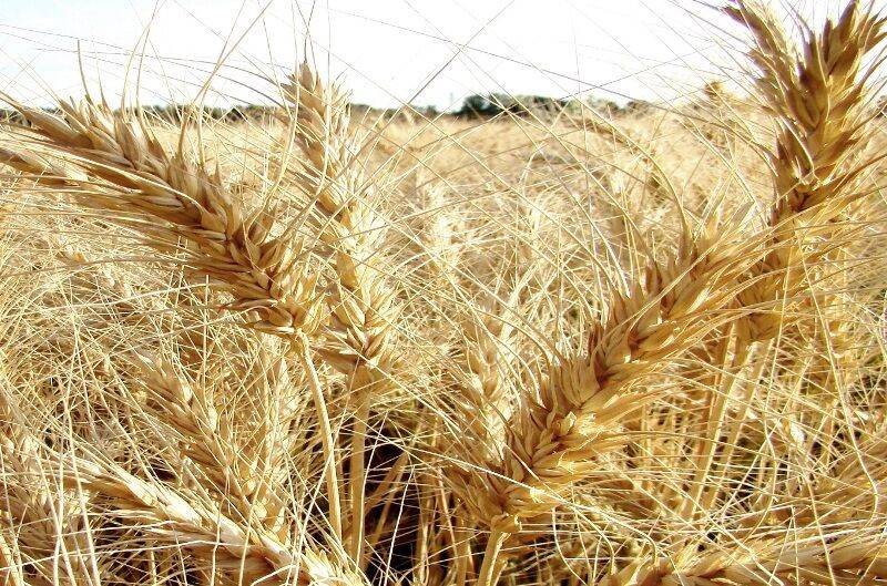 بیش از 10 هزار تن گندم از کشاورزان قمی خریداری شد
