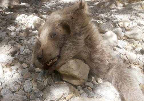 توضیحات فرمانده یگان حفاظت محیط زیست در خصوص سنگسار یک قلاده توله خرس در سوادکوه